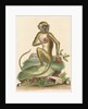 'The St Jago monkey' [Green monkey] by George Edwards