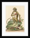 'The St Jago monkey' [Green monkey] by George Edwards