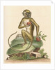 'The St Jago monkey' [Green monkey] by George Edwards