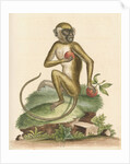 'The St Jago monkey' [Green monkey] by George Edwards