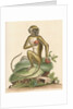 'The St Jago monkey' [Green monkey] by George Edwards