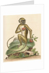 'The St Jago monkey' [Green monkey] by George Edwards