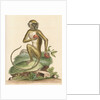 'The St Jago monkey' [Green monkey] by George Edwards