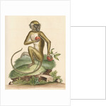 'The St Jago monkey' [Green monkey] by George Edwards