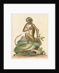'The St Jago monkey' [Green monkey] by George Edwards