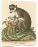 'The Mongooz' [Lemur] by George Edwards