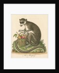 'The Mongooz' [Lemur] by George Edwards