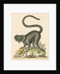 'The Black Maucauco' [Black lemur] by George Edwards