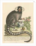 'The Sanglin, or Cagui minor' [Common marmoset] by George Edwards
