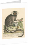 'The Sanglin, or Cagui minor' [Common marmoset] by George Edwards