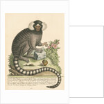 'The Sanglin, or Cagui minor' [Common marmoset] by George Edwards