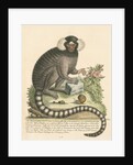 'The Sanglin, or Cagui minor' [Common marmoset] by George Edwards