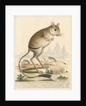 'The Gerbua' [Greater Egyptian jerboa] by George Edwards