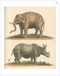 'The Elephant, and the Rhinoceros' by George Edwards