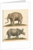 'The Elephant, and the Rhinoceros' by George Edwards