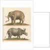 'The Elephant, and the Rhinoceros' by George Edwards