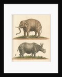 'The Elephant, and the Rhinoceros' by George Edwards