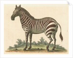 'The male Zebra' by George Edwards