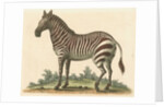 'The male Zebra' by George Edwards