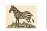 'The male Zebra' by George Edwards