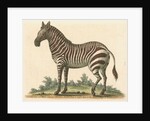 'The male Zebra' by George Edwards