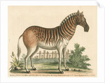 'The female Zebra' by George Edwards