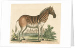 'The female Zebra' by George Edwards