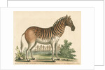 'The female Zebra' by George Edwards
