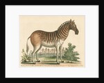 'The female Zebra' by George Edwards