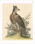 'The Crowned Eagle' by George Edwards