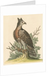 'The Crowned Eagle' by George Edwards