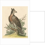 'The Crowned Eagle' by George Edwards