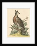 'The Crowned Eagle' by George Edwards