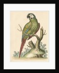 'The Brasilian Green Macaw' by George Edwards