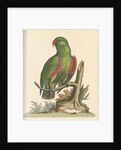 'The Green and Red Parrot from China' by George Edwards