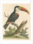 'The Red-beaked Toucan' by George Edwards