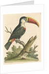 'The Red-beaked Toucan' by George Edwards