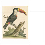 'The Red-beaked Toucan' by George Edwards