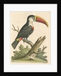 'The Red-beaked Toucan' by George Edwards