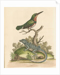 'The Little Green and Orange-coloured King-Fisher; and the Blue Lizard' by George Edwards