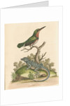 'The Little Green and Orange-coloured King-Fisher; and the Blue Lizard' by George Edwards