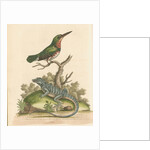 'The Little Green and Orange-coloured King-Fisher; and the Blue Lizard' by George Edwards