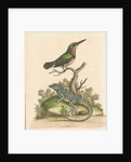 'The Little Green and Orange-coloured King-Fisher; and the Blue Lizard' by George Edwards