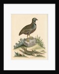 'The Chinese Quail and the Guernsey Lizard' by George Edwards