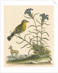 'The Yellow-rumped Fly-catcher, and the Gentian of the Desert' by George Edwards