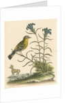 'The Yellow-rumped Fly-catcher, and the Gentian of the Desert' by George Edwards