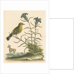 'The Yellow-rumped Fly-catcher, and the Gentian of the Desert' by George Edwards