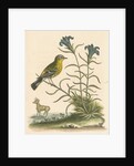 'The Yellow-rumped Fly-catcher, and the Gentian of the Desert' by George Edwards