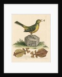 'The Yellow Water-wagtail, the Walking Leaf, &c.' by George Edwards