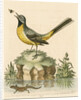 'The Grey Water-wagtail, and the Water-Lizard' by George Edwards